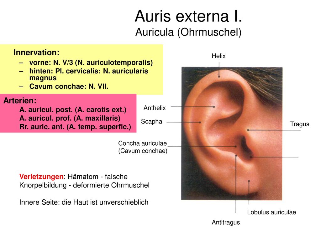Das Ohr Organum vestibulocochleare Auris externa und media   ppt ...