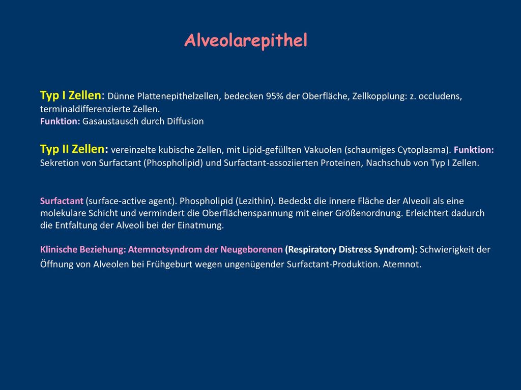Alveolarepithel Typ I Zellen: Dünne Plattenepithelzellen, bedecken 95% der Oberfläche, Zellkopplung: z. occludens, terminaldifferenzierte Zellen.