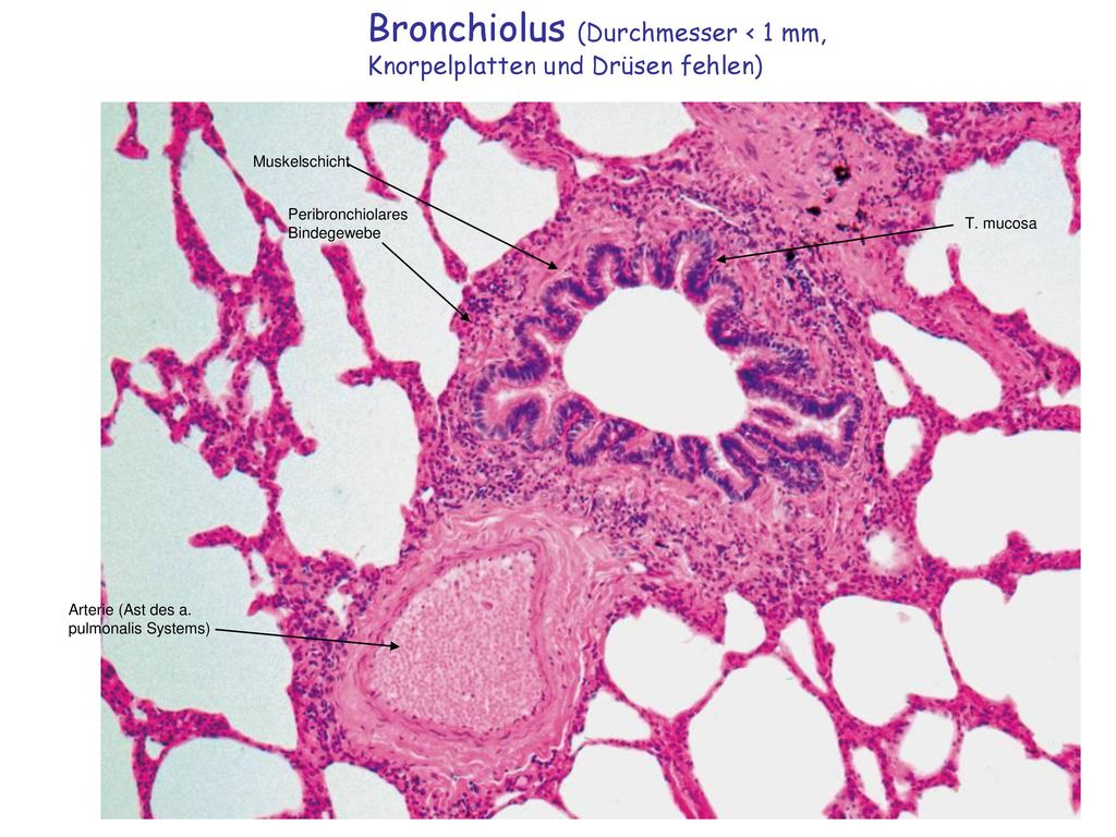 Bronchiolus (Durchmesser < 1 mm, Knorpelplatten und Drüsen fehlen)