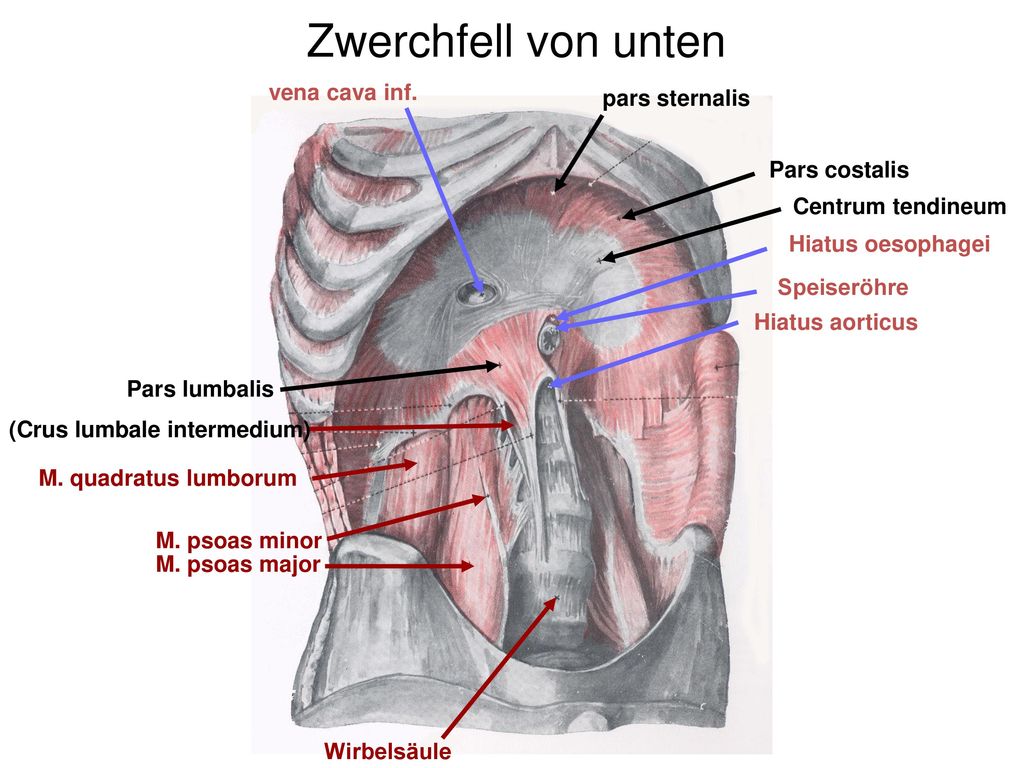 Zwerchfell von unten vena cava inf. pars sternalis Pars costalis