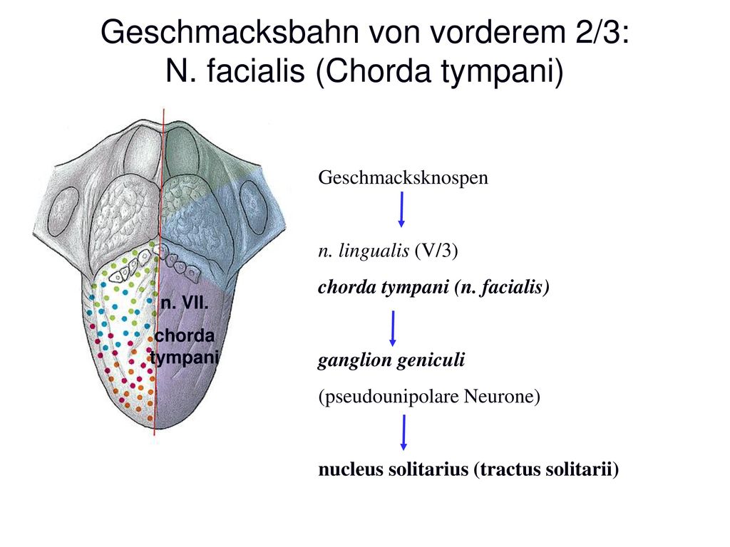 Geschmacksbahn von vorderem 2/3: N. facialis (Chorda tympani)