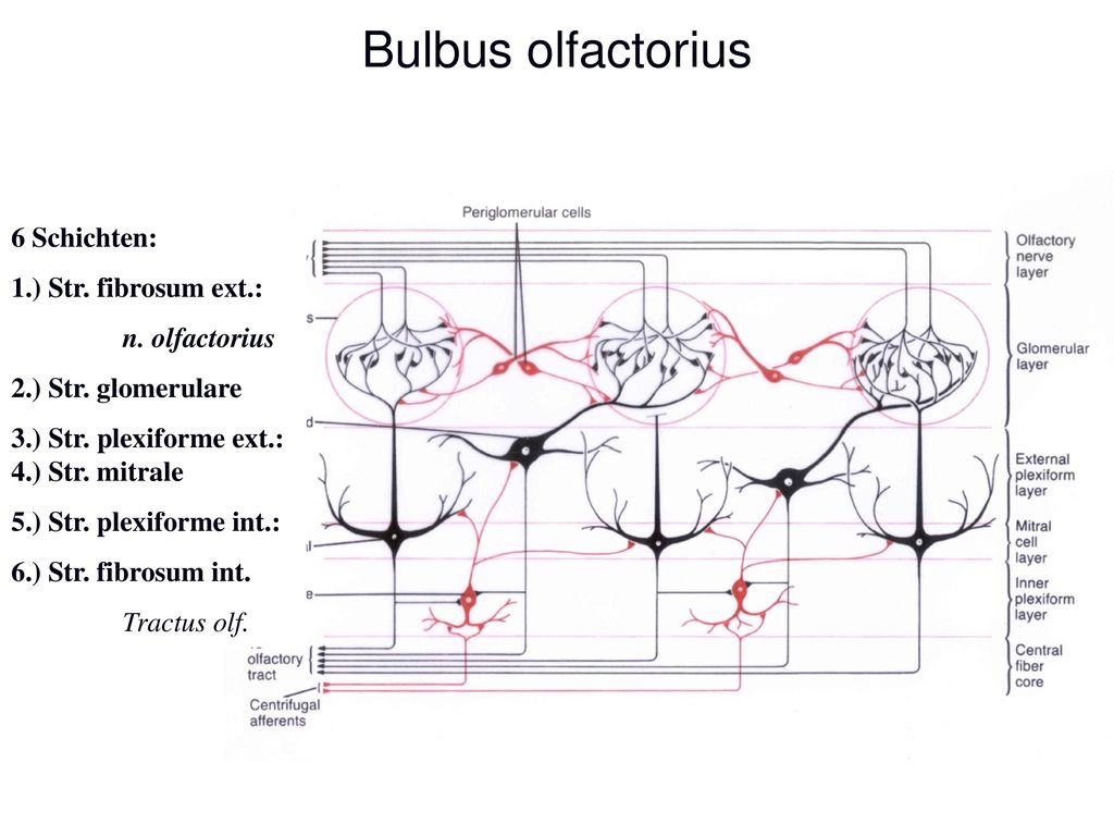 Bulbus olfactorius 6 Schichten: 1.) Str. fibrosum ext.: n. olfactorius