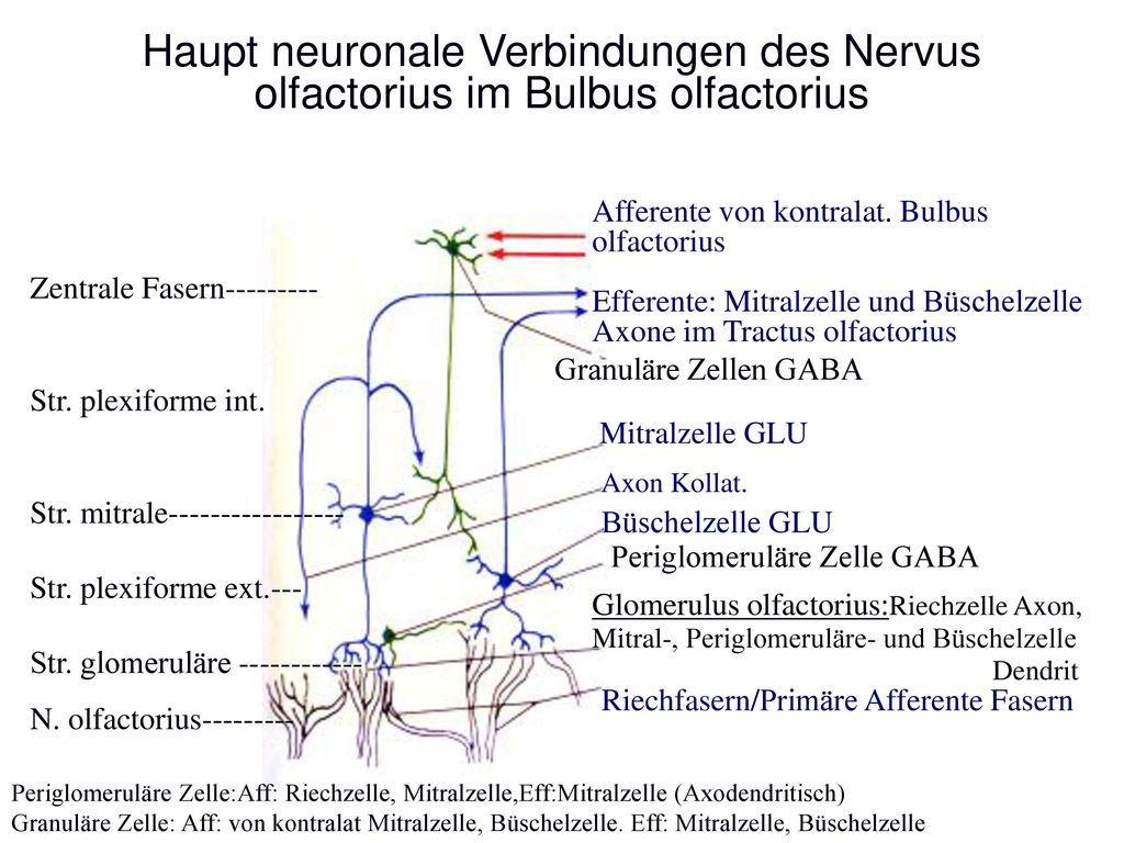 Haupt neuronale Verbindungen des Nervus olfactorius im Bulbus olfactorius