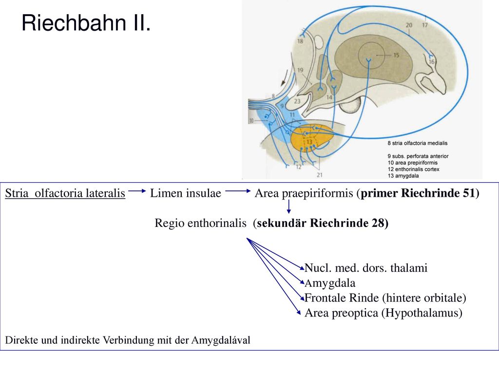 Riechbahn II. Stria olfactoria lateralis Limen insulae Area praepiriformis (primer Riechrinde 51)