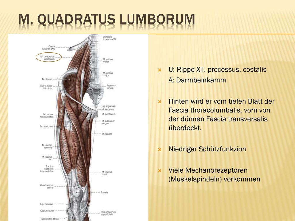 M. quadratus lumborum U: Rippe XII. processus. costalis