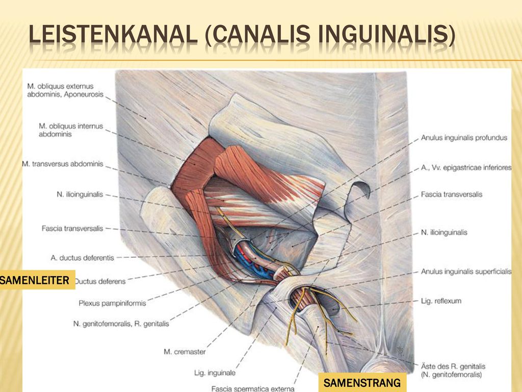 Leistenkanal (canalis inguinalis)