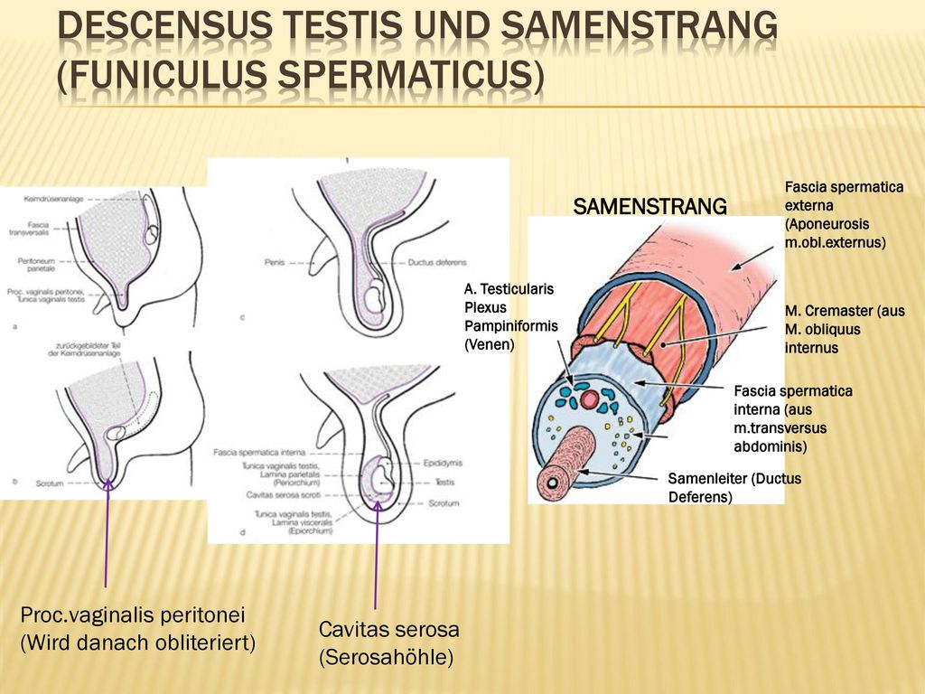 Descensus Testis und Samenstrang (Funiculus spermaticus)