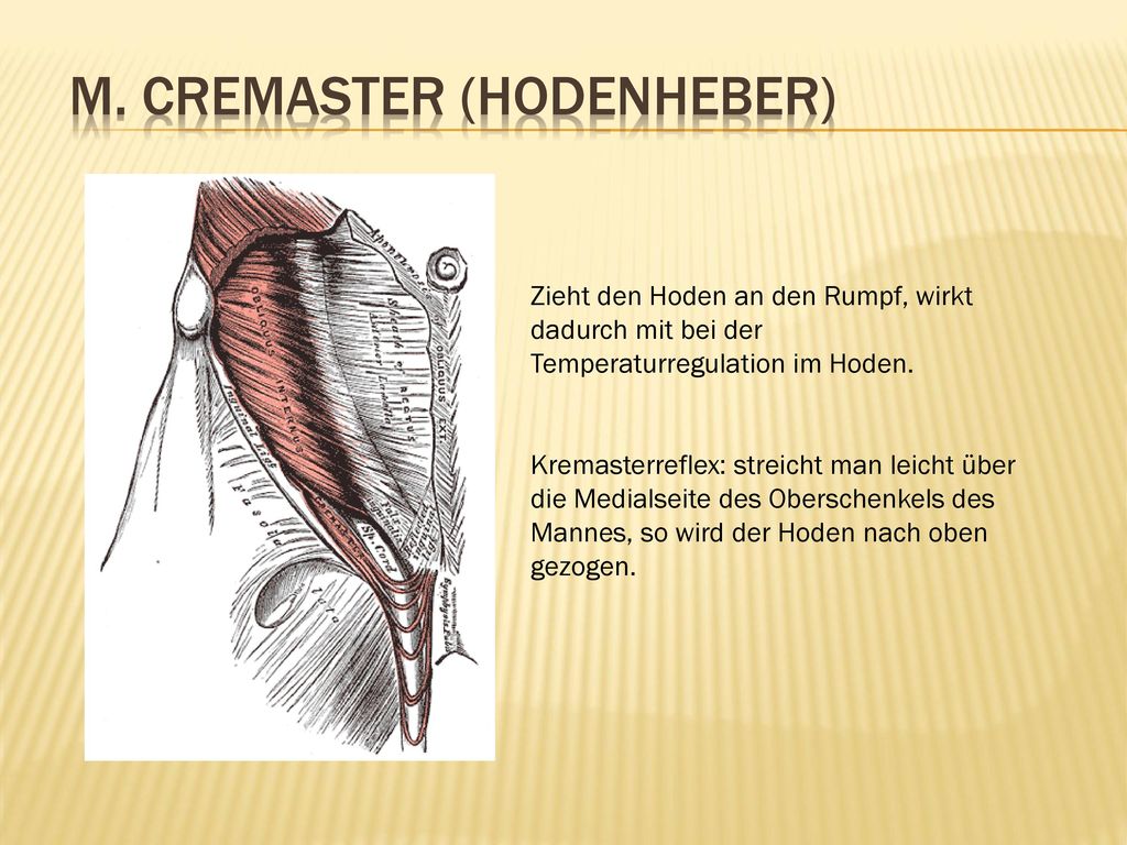 M. Cremaster (Hodenheber)