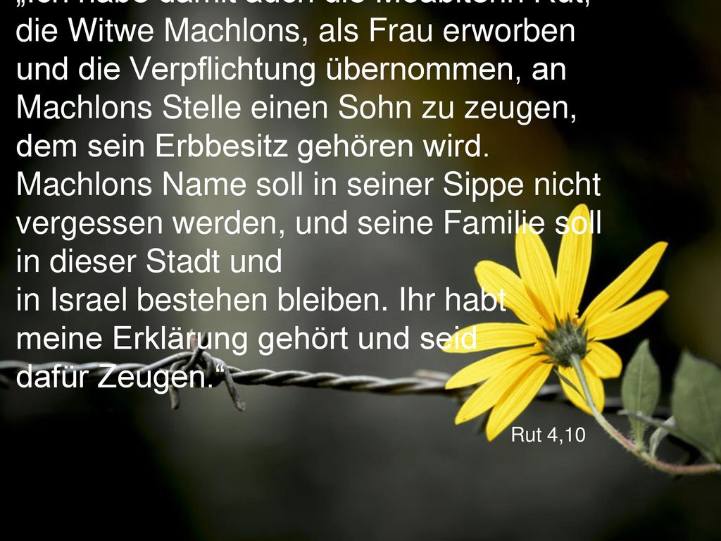 „Ich habe damit auch die Moabiterin Rut, die Witwe Machlons, als Frau erworben und die Verpflichtung übernommen, an Machlons Stelle einen Sohn zu zeugen, dem sein Erbbesitz gehören wird. Machlons Name soll in seiner Sippe nicht vergessen werden, und seine Familie soll in dieser Stadt und in Israel bestehen bleiben. Ihr habt meine Erklärung gehört und seid dafür Zeugen.