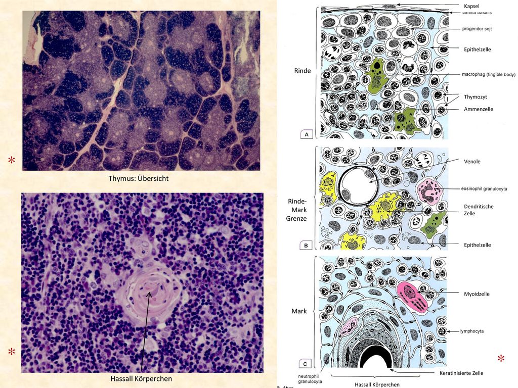 * * * Thymus: Übersicht Hassall Körperchen Rinde Rinde-Mark Grenze