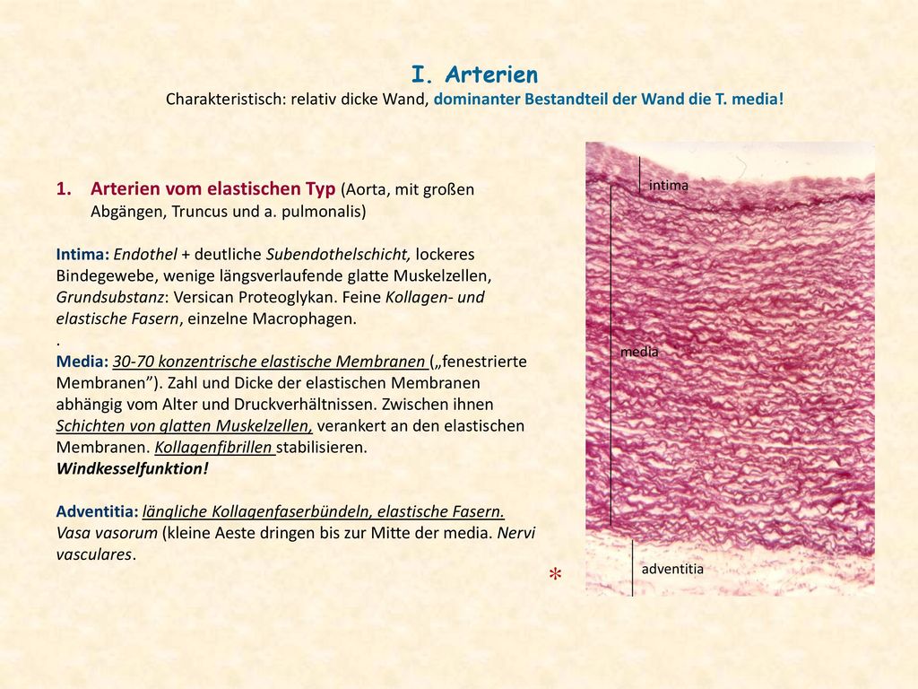 I. Arterien Charakteristisch: relativ dicke Wand, dominanter Bestandteil der Wand die T. media!