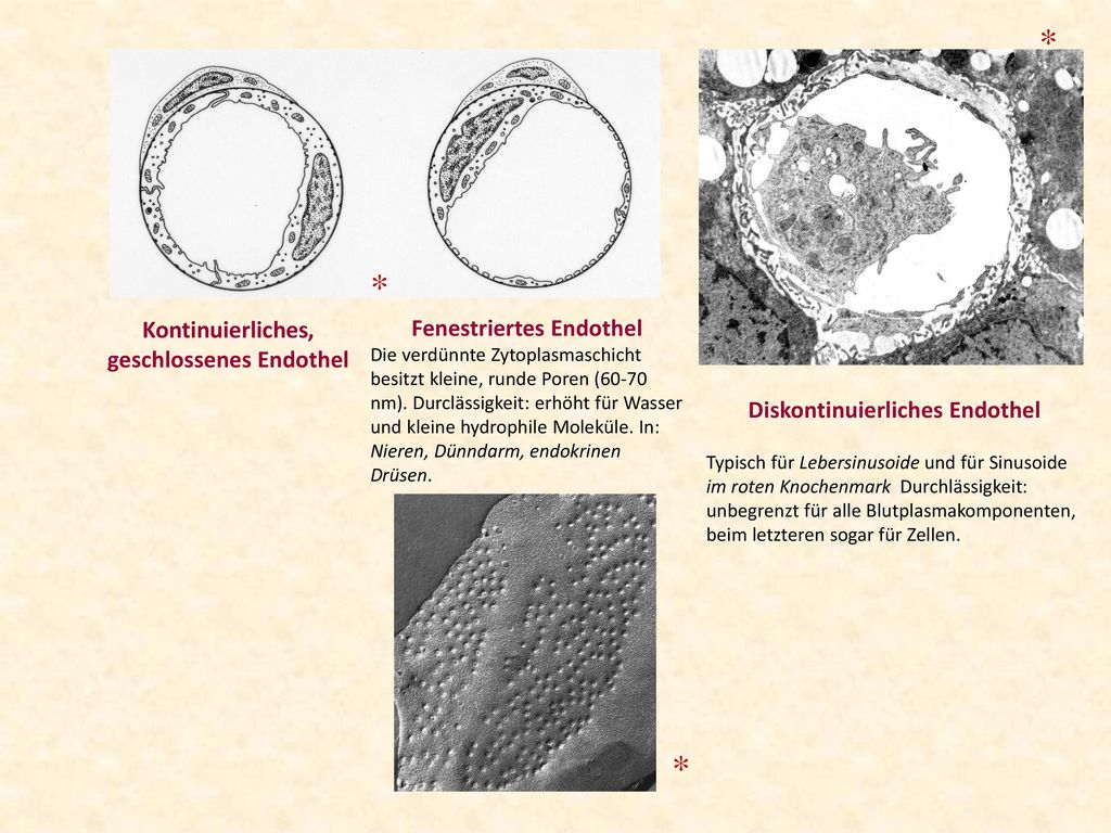 * * * Kontinuierliches, geschlossenes Endothel Fenestriertes Endothel