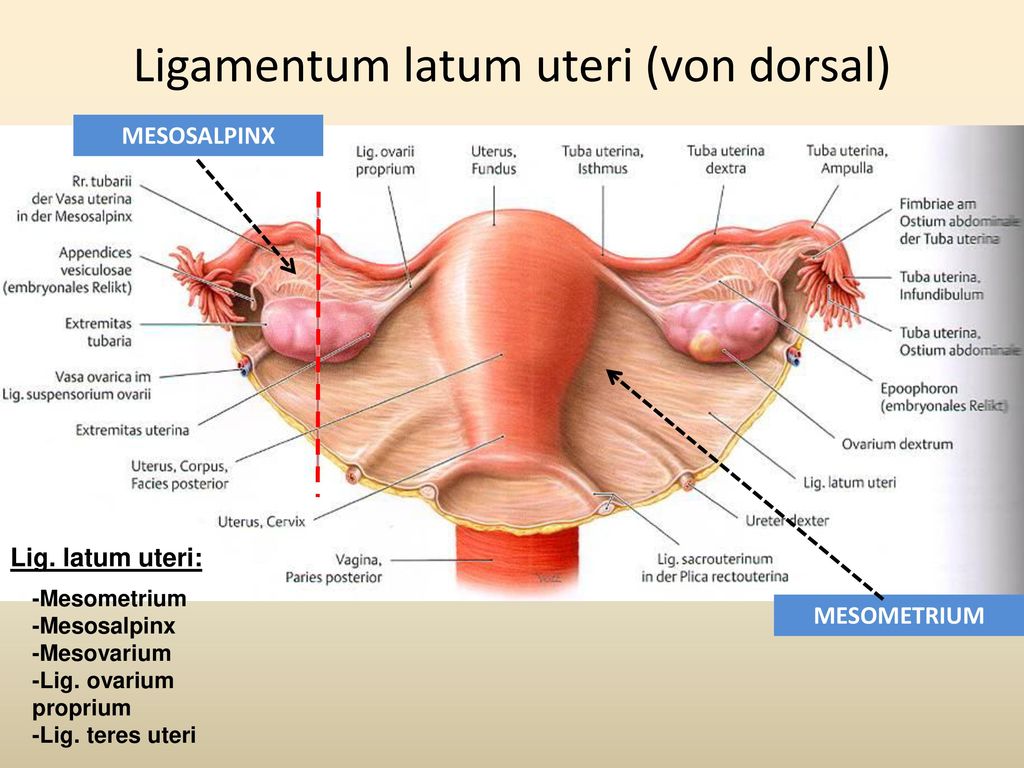 Uteri : Uterus Shram Kiev Ua : Das ligamentum teres uteri gehört zum bandap...