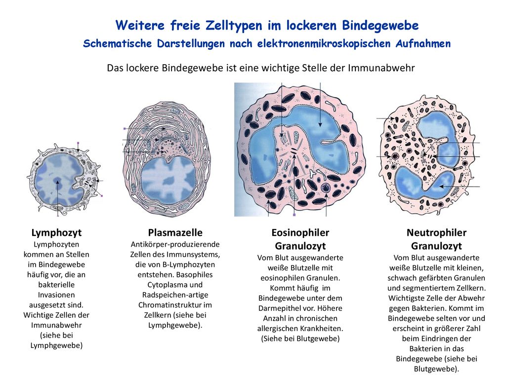 Weitere freie Zelltypen im lockeren Bindegewebe