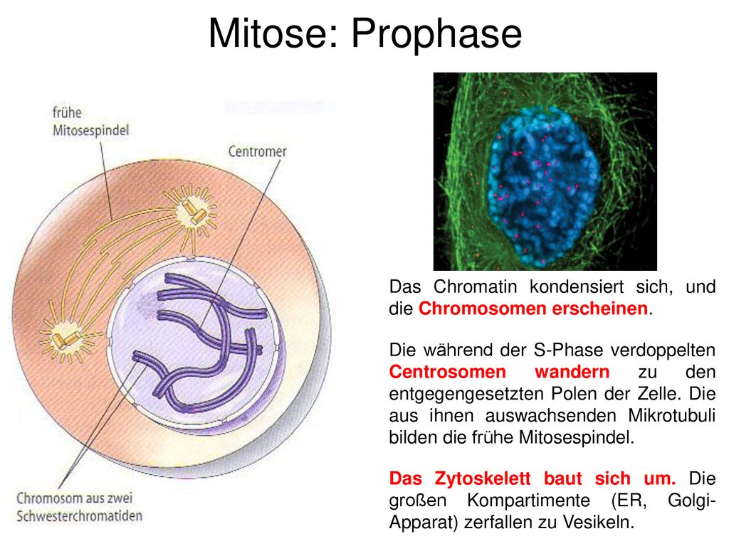 Mitose: Prophase Das Chromatin kondensiert sich, und die Chromosomen erscheinen.