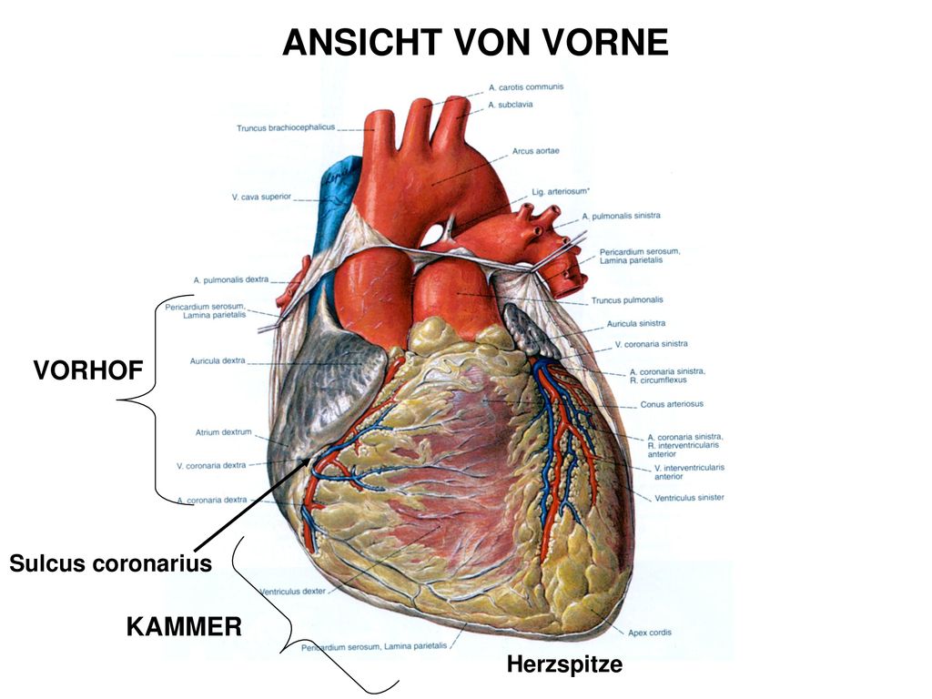 ANSICHT VON VORNE VORHOF Sulcus coronarius KAMMER Herzspitze