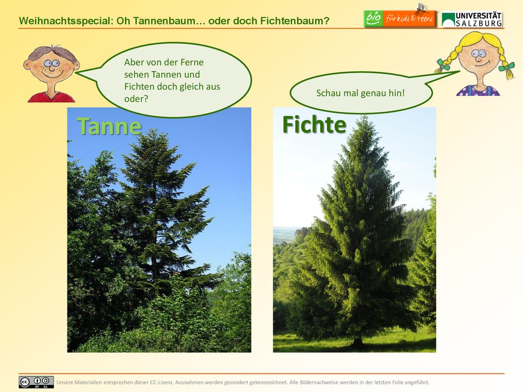 Aber von der Ferne sehen Tannen und Fichten doch gleich aus oder