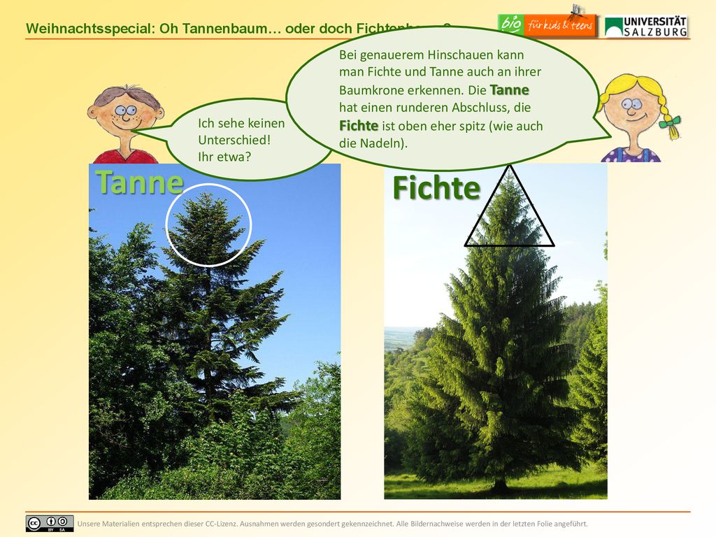Bei genauerem Hinschauen kann man Fichte und Tanne auch an ihrer Baumkrone erkennen. Die Tanne hat einen runderen Abschluss, die Fichte ist oben eher spitz (wie auch die Nadeln).
