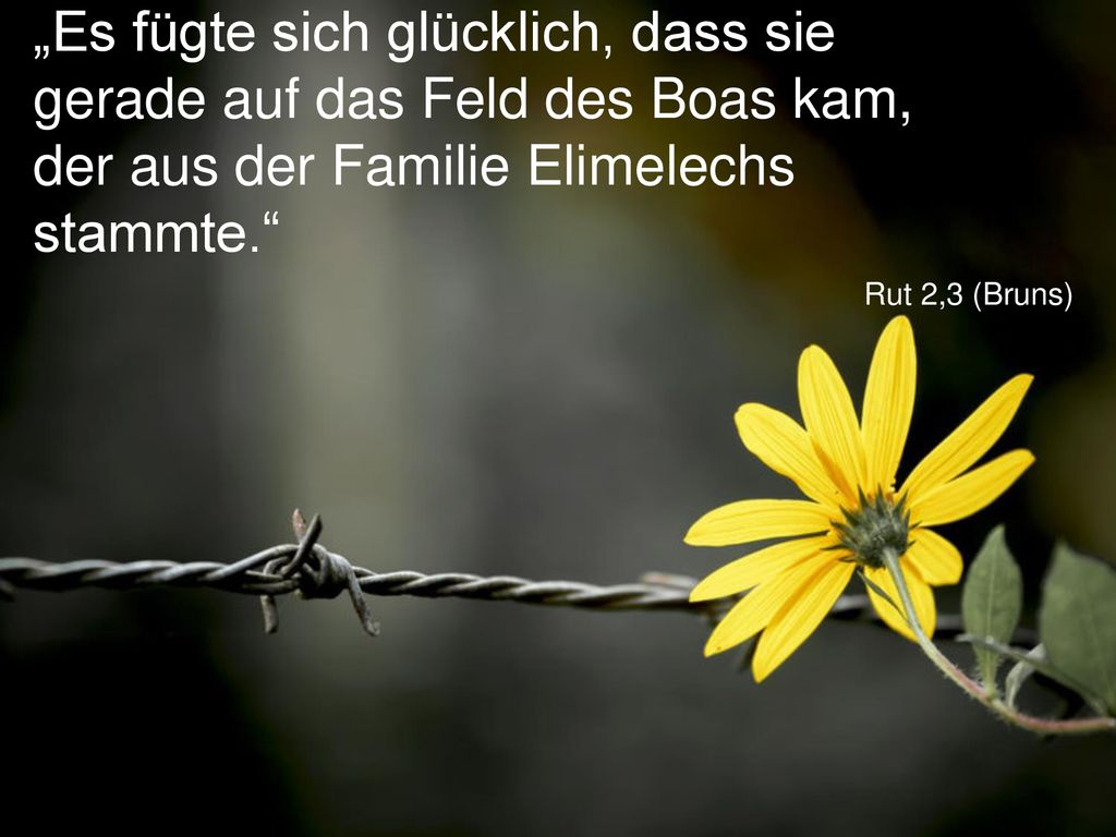 „Es fügte sich glücklich, dass sie gerade auf das Feld des Boas kam, der aus der Familie Elimelechs stammte.