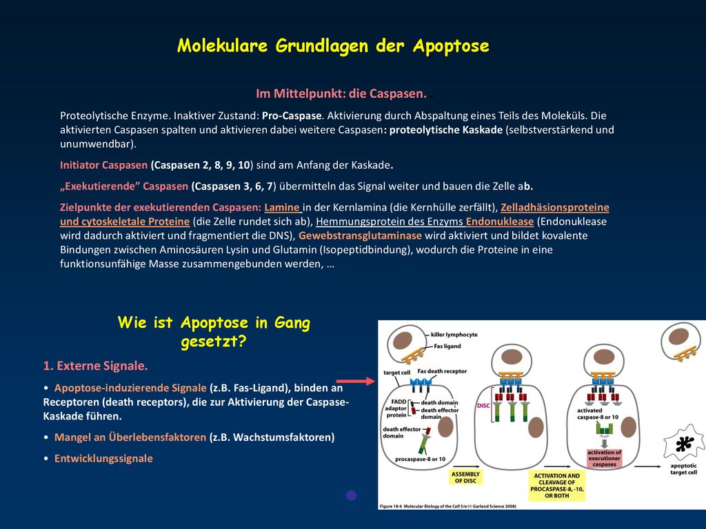 Im Mittelpunkt: die Caspasen. . Wie ist Apoptose in Gang gesetzt