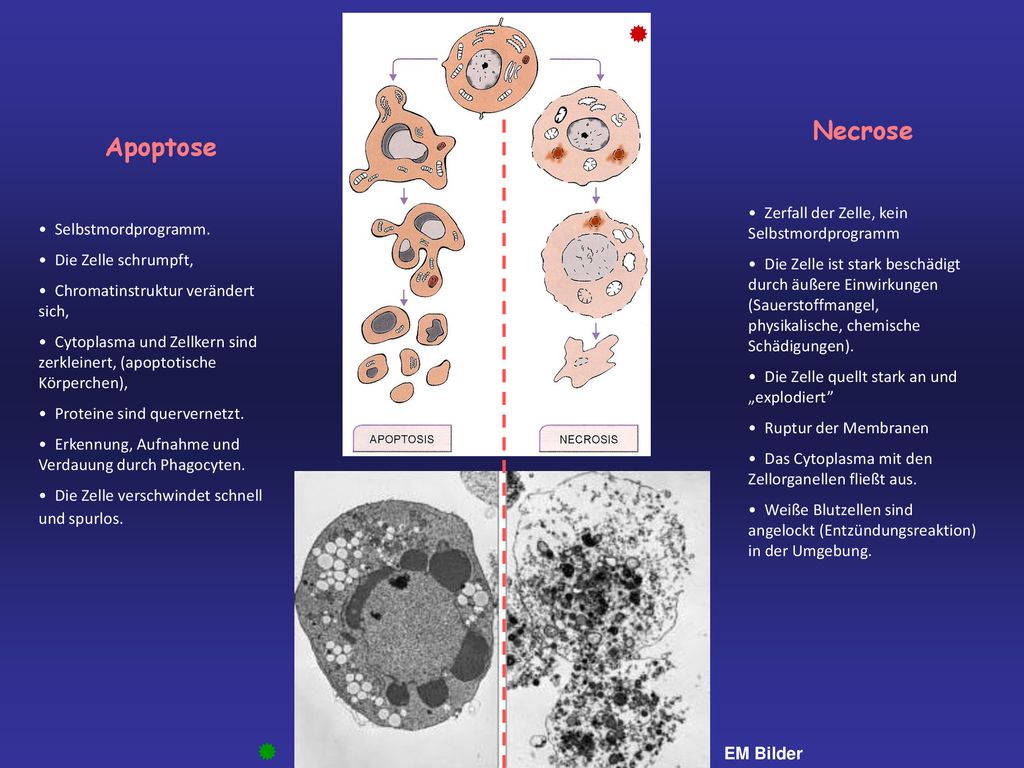  Necrose Apoptose  Zerfall der Zelle, kein Selbstmordprogramm