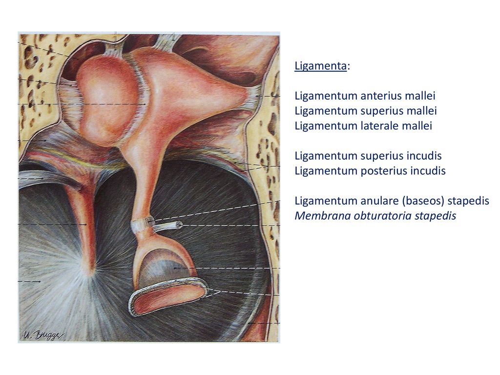 Ligamenta: Ligamentum anterius mallei. Ligamentum superius mallei. Ligamentum laterale mallei. Ligamentum superius incudis.