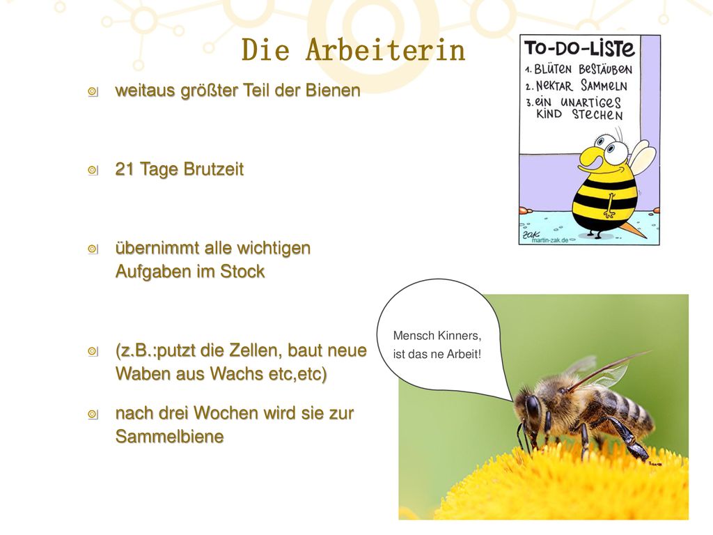 Die Arbeiterin weitaus größter Teil der Bienen 21 Tage Brutzeit
