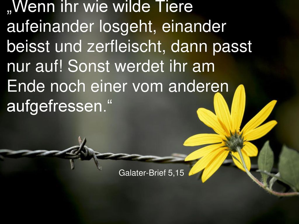 „Wenn ihr wie wilde Tiere aufeinander losgeht, einander beisst und zerfleischt, dann passt nur auf! Sonst werdet ihr am Ende noch einer vom anderen aufgefressen.