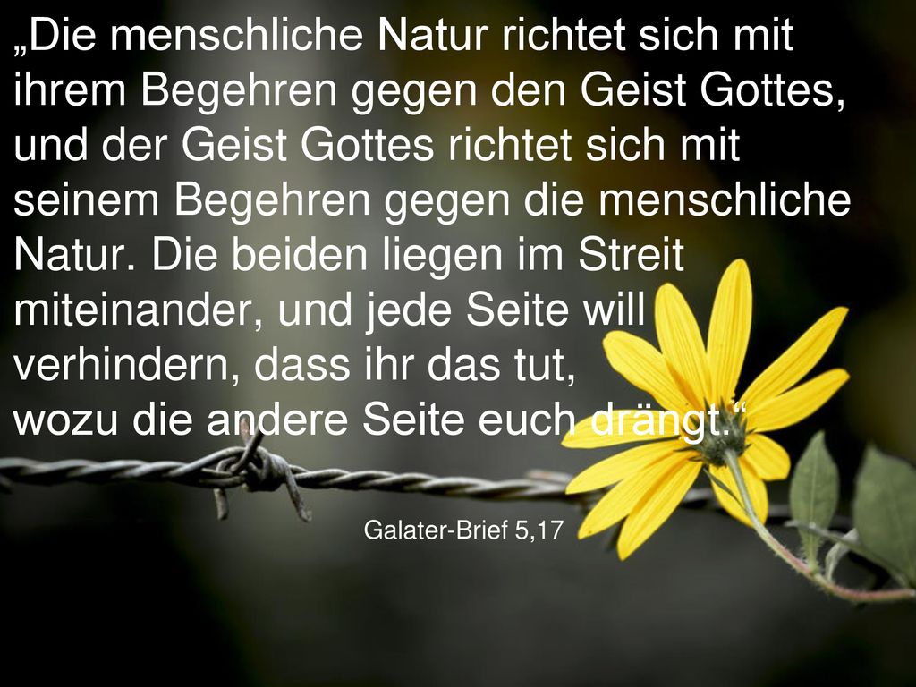 „Die menschliche Natur richtet sich mit ihrem Begehren gegen den Geist Gottes, und der Geist Gottes richtet sich mit seinem Begehren gegen die menschliche Natur. Die beiden liegen im Streit miteinander, und jede Seite will verhindern, dass ihr das tut, wozu die andere Seite euch drängt.