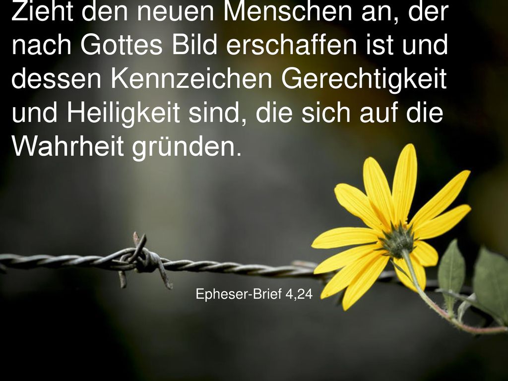 Zieht den neuen Menschen an, der nach Gottes Bild erschaffen ist und dessen Kennzeichen Gerechtigkeit und Heiligkeit sind, die sich auf die Wahrheit gründen.