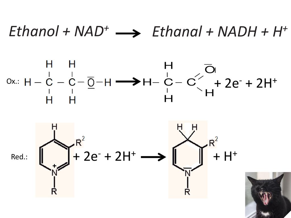 Ethanol + NAD+ Ethanal + NADH + H+ + 2e- + 2H+ + 2e- + 2H+ + H+ Ox.: