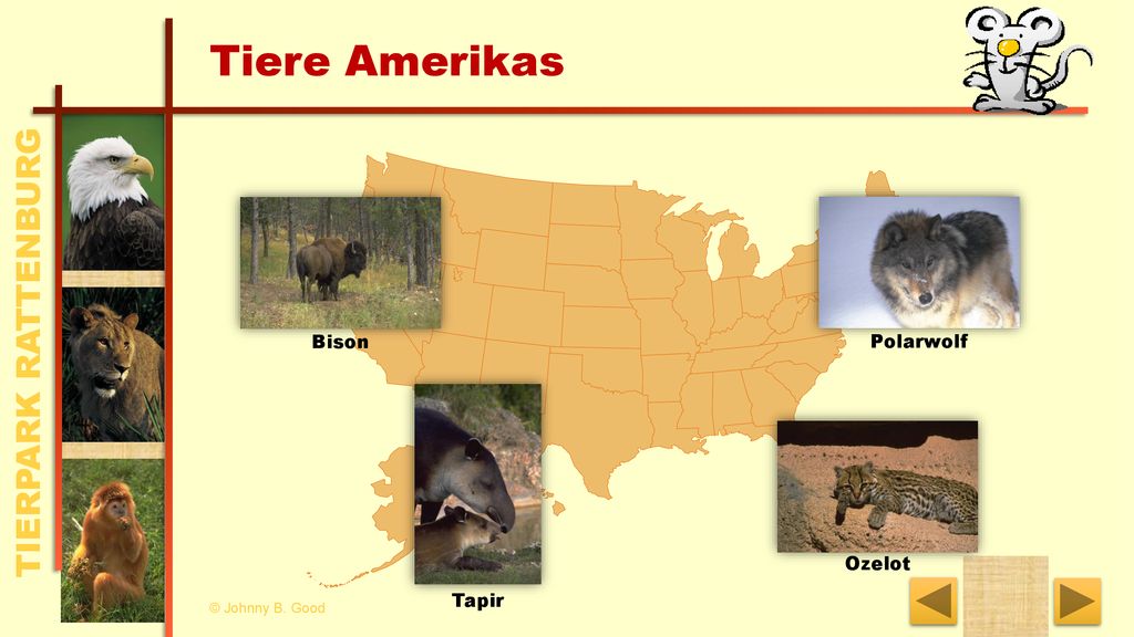 Tiere Amerikas Bison Polarwolf Tapir Ozelot © Johnny B. Good