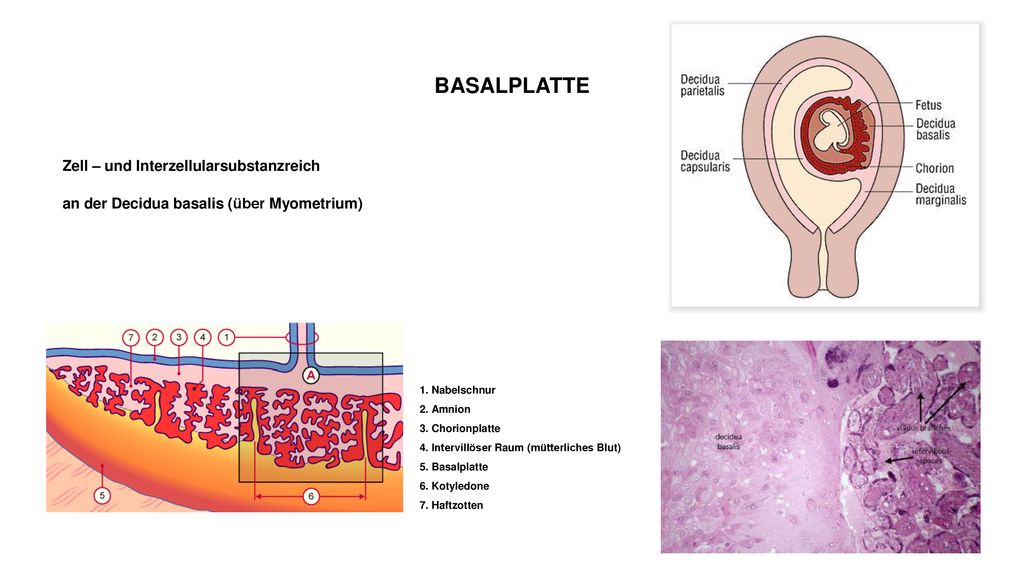 BASALPLATTE Zell – und Interzellularsubstanzreich an der Decidua basalis (über Myometrium)