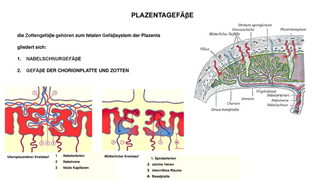 PLAZENTAGEFÄβE die Zottengefäβe gehören zum fetalen Gefäβsystem der Plazenta. gliedert sich: NABELSCHNURGEFÄβE.
