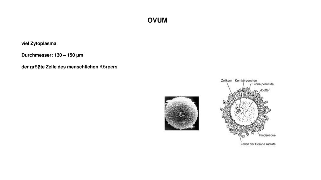 OVUM viel Zytoplasma Durchmesser: 130 – 150 μm der gröβte Zelle des menschlichen Körpers