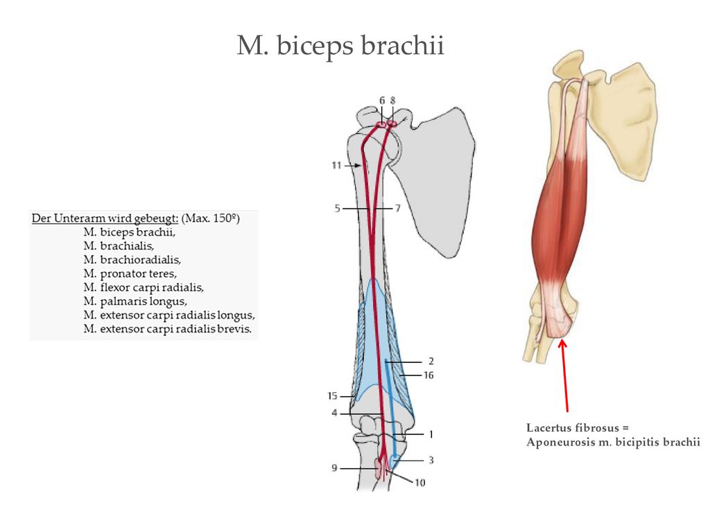 M. biceps brachii Lacertus fibrosus = Aponeurosis m. bicipitis brachii