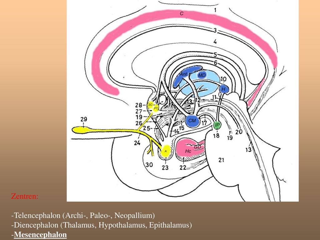 Zentren: -Telencephalon (Archi-, Paleo-, Neopallium) -Diencephalon (Thalamus, Hypothalamus, Epithalamus) -Mesencephalon