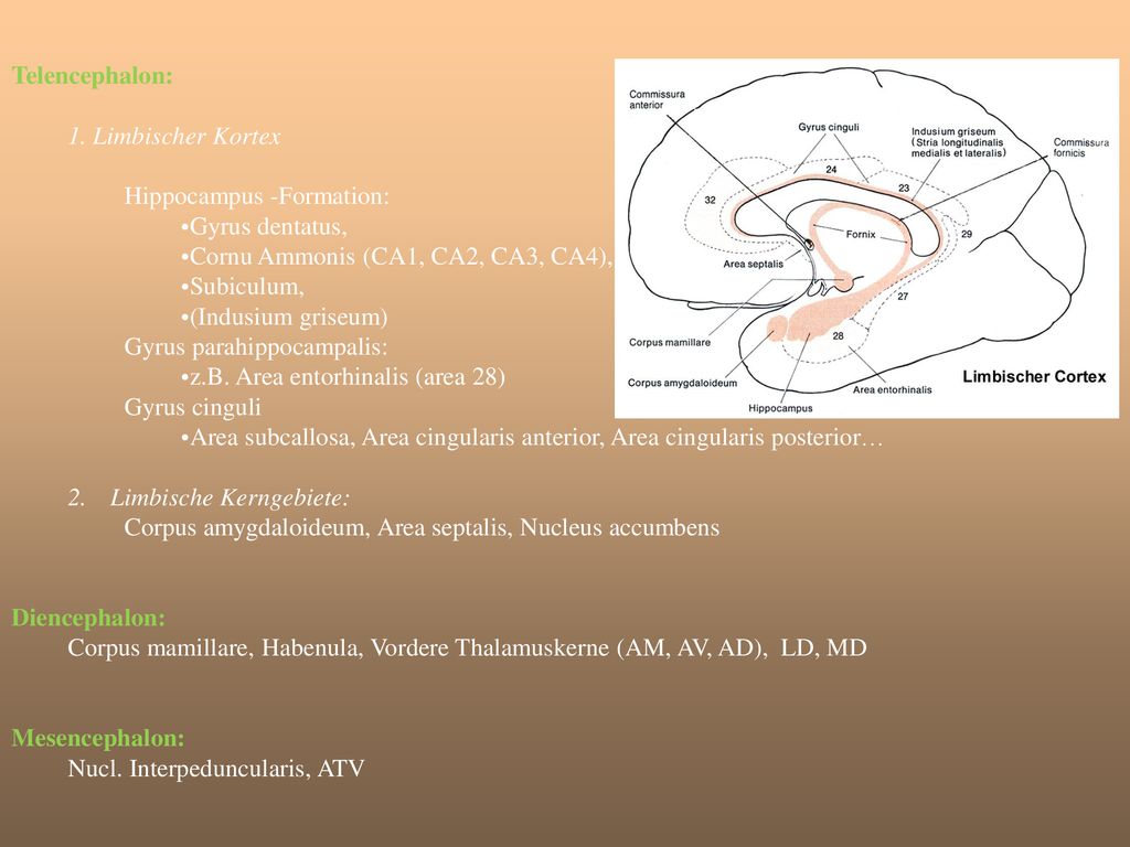 Telencephalon: 1. Limbischer Kortex. Hippocampus -Formation: Gyrus dentatus, Cornu Ammonis (CA1, CA2, CA3, CA4),