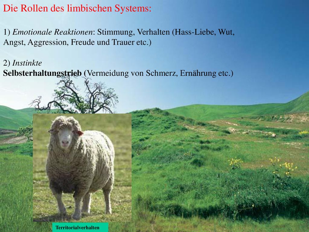 Die Rollen des limbischen Systems: 1) Emotionale Reaktionen: Stimmung, Verhalten (Hass-Liebe, Wut, Angst, Aggression, Freude und Trauer etc.)