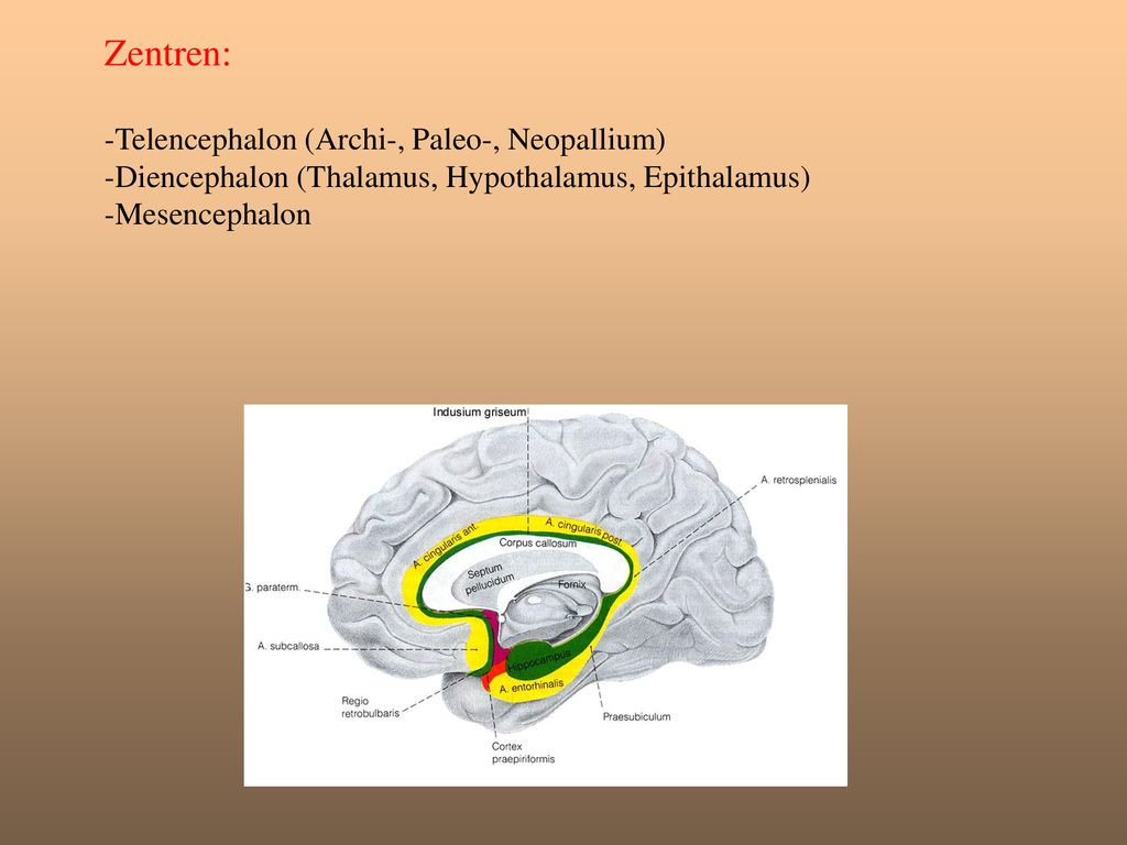 Zentren: -Telencephalon (Archi-, Paleo-, Neopallium) -Diencephalon (Thalamus, Hypothalamus, Epithalamus) -Mesencephalon.