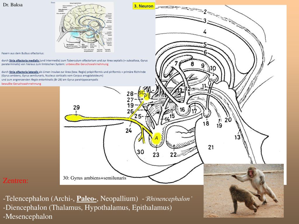 Dr. Baksa Zentren: -Telencephalon (Archi-, Paleo-, Neopallium) -‘Rhinencephalon’ -Diencephalon (Thalamus, Hypothalamus, Epithalamus) -Mesencephalon.