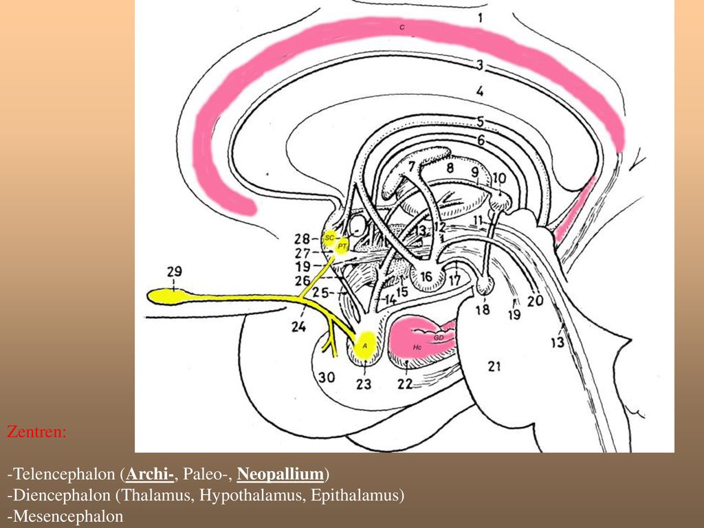 Zentren: -Telencephalon (Archi-, Paleo-, Neopallium) -Diencephalon (Thalamus, Hypothalamus, Epithalamus) -Mesencephalon