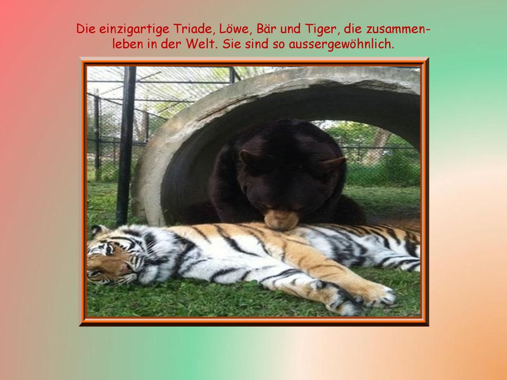 Die einzigartige Triade, Löwe, Bär und Tiger, die zusammen- leben in der Welt.
