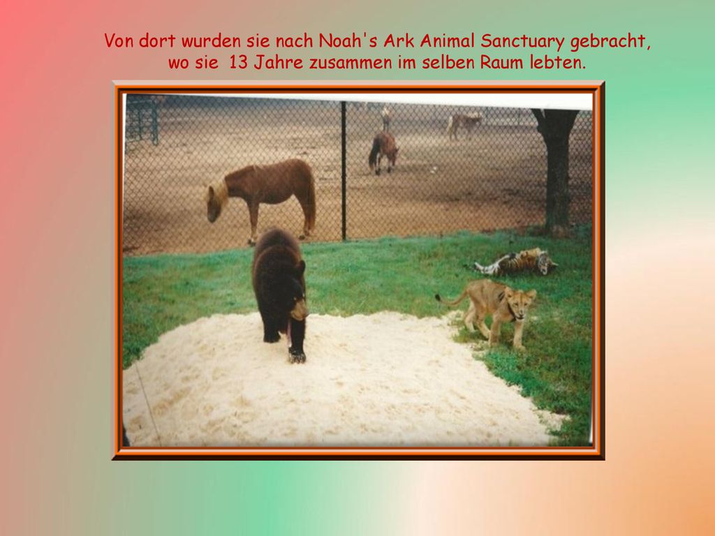 Von dort wurden sie nach Noah s Ark Animal Sanctuary gebracht, wo sie 13 Jahre zusammen im selben Raum lebten.