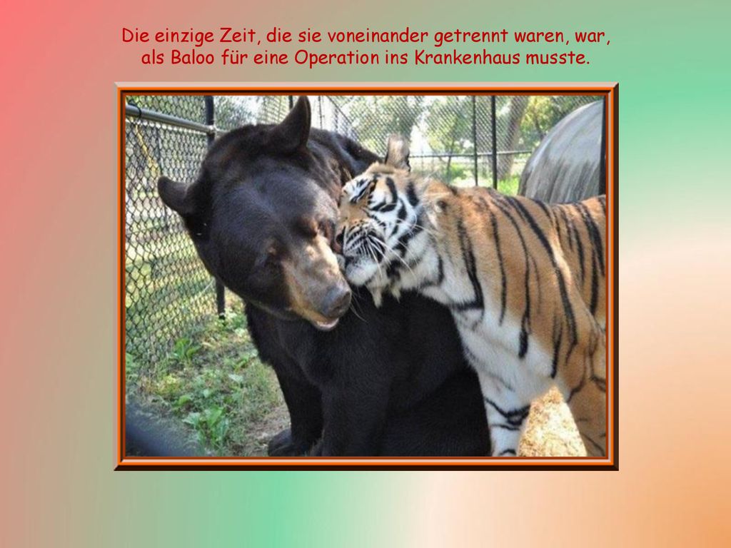 Die einzige Zeit, die sie voneinander getrennt waren, war, als Baloo für eine Operation ins Krankenhaus musste.