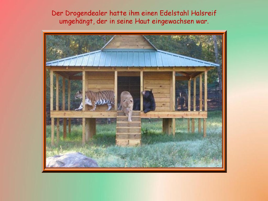 Der Drogendealer hatte ihm einen Edelstahl Halsreif umgehängt, der in seine Haut eingewachsen war.