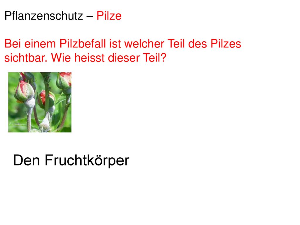Pflanzenschutz – Pilze Bei einem Pilzbefall ist welcher Teil des Pilzes sichtbar. Wie heisst dieser Teil