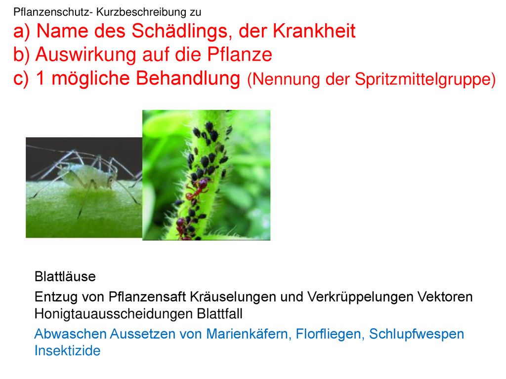 Pflanzenschutz- Kurzbeschreibung zu a) Name des Schädlings, der Krankheit b) Auswirkung auf die Pflanze c) 1 mögliche Behandlung (Nennung der Spritzmittelgruppe)