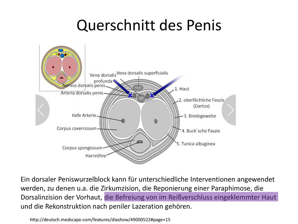 Penislänge deutsche Penisgröße von