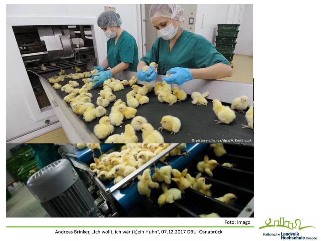 Foto: Imago Andreas Brinker, „Ich wollt, ich wär (k)ein Huhn , DBU Osnabrück